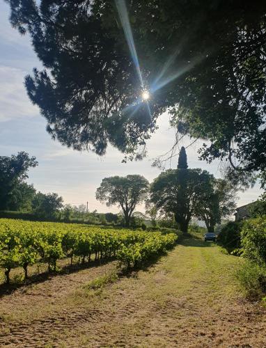 a field of vines with the sun in the sky at Mas des Pelissiers Gîte in Sabran