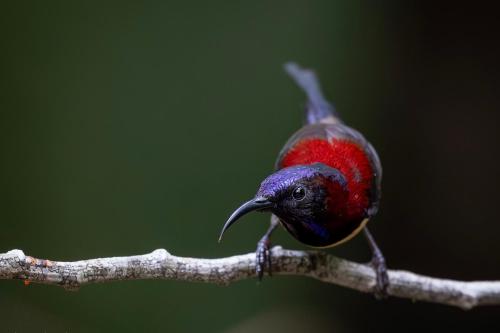 a red and blue bird perched on a tree branch at Rangbondoi - Birdhides Included and available for birding guide in Ban Phae