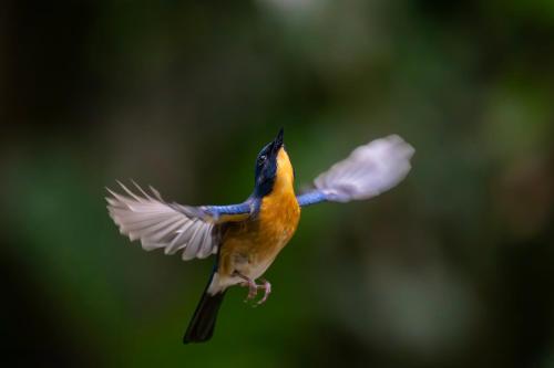 a colorful bird flying in the air at Rangbondoi - Birdhides Included and available for birding guide in Ban Phae