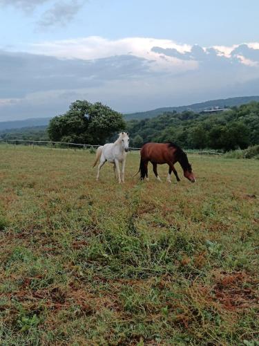 two horses grazing in a field of grass at Grand logement 140m2 pour 6 personnes in Laguian-Mazoux
