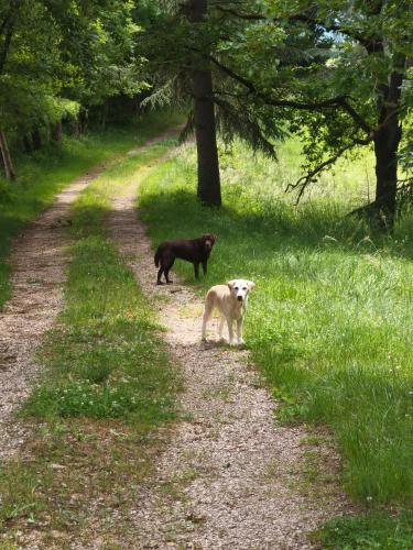 two dogs are standing on a dirt road at Le Rivalou - Chambres d'hôtes - Grazac - Tarn in Grazac