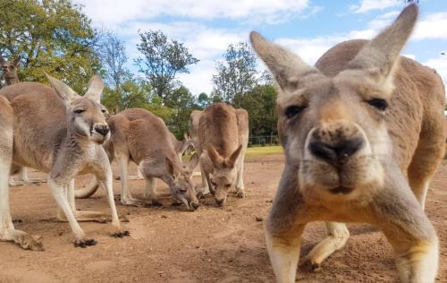 a group of kangaroos standing on a dirt road at Sparkling New Home - Suburban Charm Awaits! in Marsden