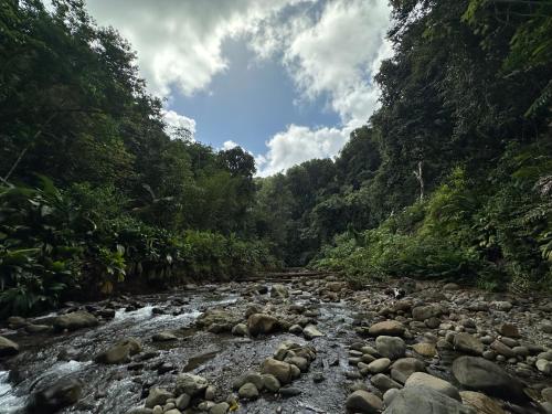 a river in a forest with rocks and trees at Gîte prestige-Colin in Petit-Bourg