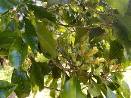 a tree with green leaves and yellow bananas on it at Villa Montjoly in Le Morne-Vert