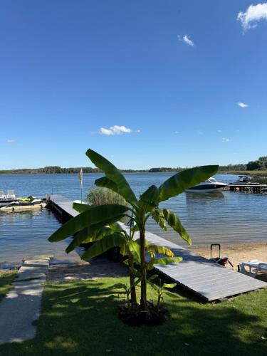 a palm tree sitting next to a dock next to the water at BananaHouse in Kruszwin