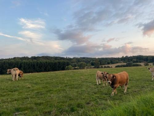 a group of cows grazing in a field at Kompas gîte in Ellezelles