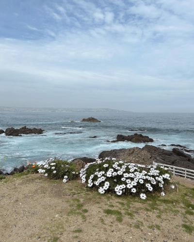 a bunch of flowers on the rocks near the ocean at Depto Frente a Laguna y Patio Privado in San Antonio