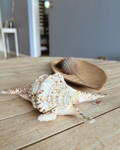 a figurine of a turtle with a hat and a sandal at Depto Frente a Laguna y Patio Privado in San Antonio