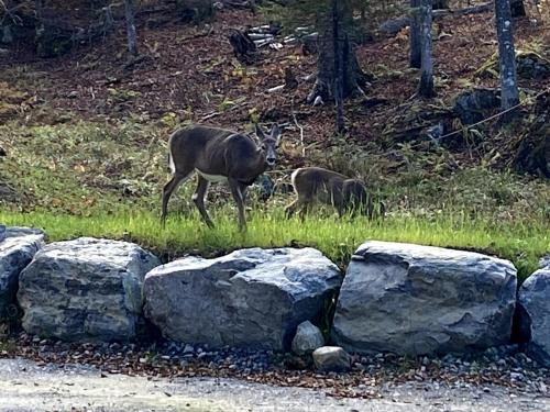 two deer standing in the grass next to some rocks at Lakefront-Spa-Luxury in true nature! in La Minerve