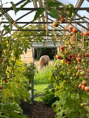 a field of tomato plants with a cow in the background at Ekenäs Gård på Österlen in Kivik