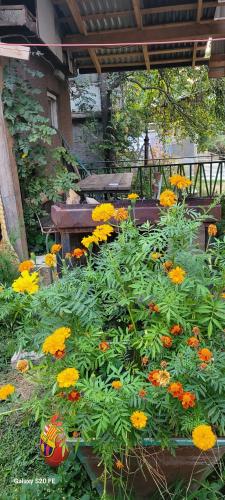 a garden filled with yellow and orange flowers at Alen Apartament in Dilijan