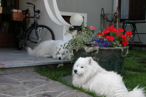 two white dogs laying on the grass next to a flower planter at Hotel Nevada in Bormio