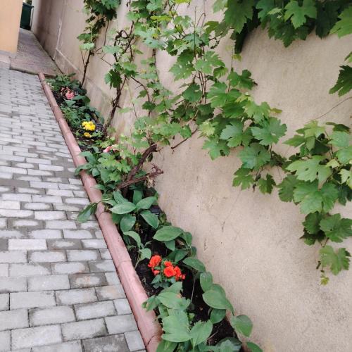 Κήπος έξω από το Cazare Clara Cluj