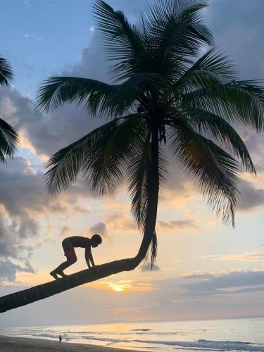 a man climbing a palm tree on the beach at Beach Bungalow 100 m Playa Coson in Las Terrenas