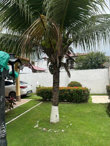 a palm tree sitting in the grass in a yard at Casa de veraneio in Salinópolis