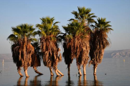 a group of palm trees in the water at חווייה של שקט- מתחם שלם עם בריכה- רק בשבילכם in Livnim