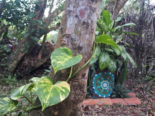 Taman di luar Recanto BantuArte-Boipeba