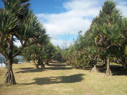 a row of palm trees in a field at Le Rubinjo - Appartement d'hôtes in Saint-Benoît