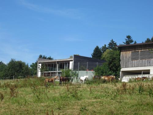 a group of horses in a field in front of a barn at Ferienhaus Sandra in Hörbranz