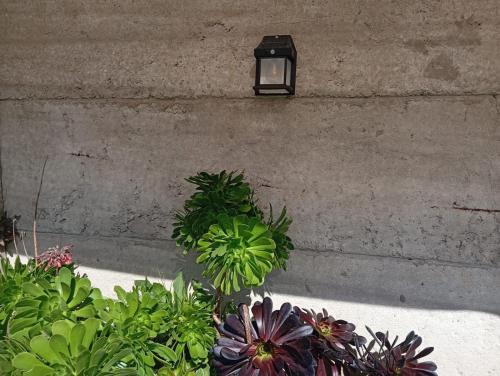 a light on the side of a wall with flowers at Departamentos y tinajas Blanquita mahuida in El Quisco