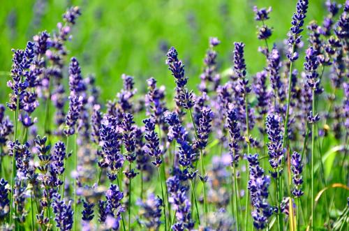 a bunch of purple lavender flowers in a field at Luxury summer house on Bolmsö in Bolmsö