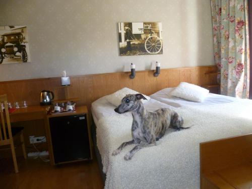 a dog sitting on a bed in a hotel room at Sankt Olof Hotell & Krog in Malung