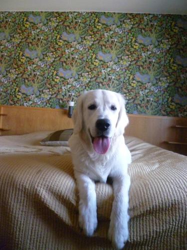 a white dog sitting on top of a bed at Sankt Olof Hotell & Krog in Malung
