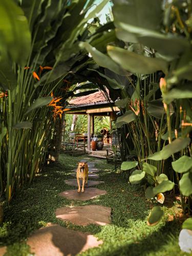 a dog walking down a path in a garden at Desa Cabins in Balian