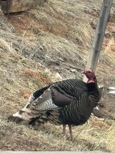 a turkey standing in the grass in a field at Beautiful Rocky Mountain Home with views on 1 acre in Divide