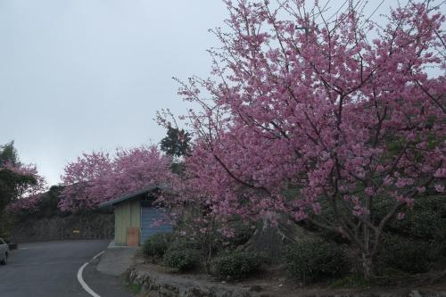 a tree with pink flowers on it next to a road at Siangting B&B in Fenchihu