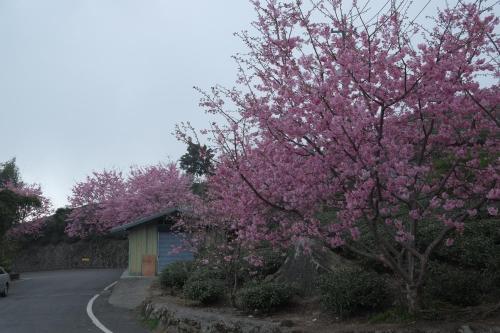 a tree with pink flowers on it next to a road at Siangting B&B in Fenqihu