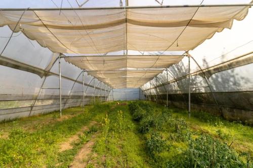 an empty greenhouse with plants growing in it at Himkosi Farm by the River in Almora