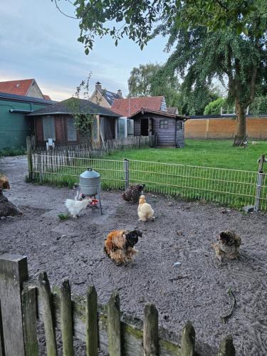 Animales en el departamento o alrededores