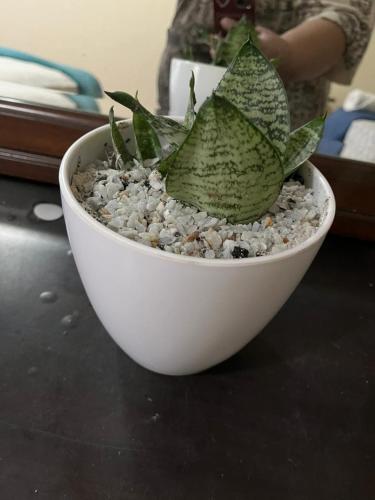 a plant in a white bowl on a table at Mi Pension in San Pedro Sula