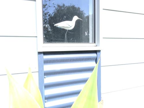 a bird is standing outside of a window at Seagulls in Lancelin