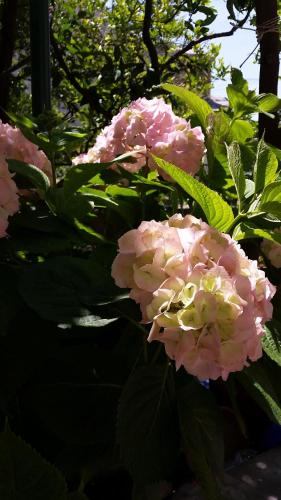 a bunch of pink flowers on a plant at KUĆA ŠKRABIĆ in Baška Voda