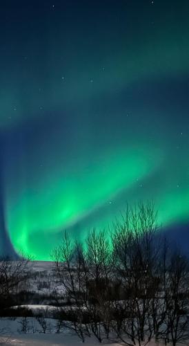 an aurora in the sky over a field with trees at Kaldfjord Aurora Aparments New in Tromsø