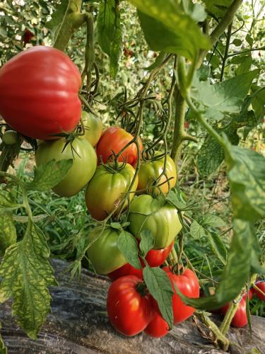 Oeștii UngureniにあるMicul Conacの植物に吊るされたトマト