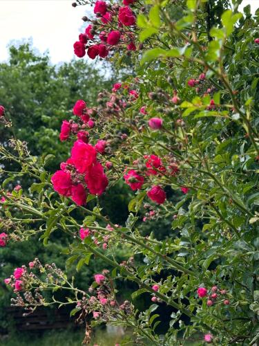a bunch of pink flowers on a tree at Glamping Park in Mönichkirchen