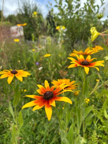 a group of yellow and orange flowers in a field at Glamping Park in Mönichkirchen