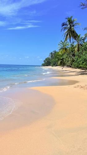 a sandy beach with palm trees and the ocean at Porto Alegre in Punta Uva