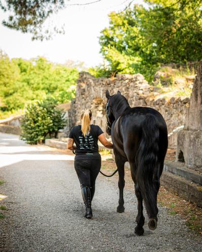 Altri animali domestici presso l'hotel o nei dintorni
