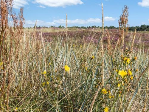 un champ de hautes herbes avec des fleurs jaunes dedans dans l'établissement Holiday Home Anarosa - 200m from the sea by Interhome, à Vester Sømarken