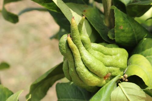 a group of green peppers growing on a tree at Domaine de la Cascade Parfumée in Grasse