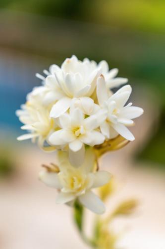 a bunch of white flowers in a vase at Domaine de la Cascade Parfumée in Grasse