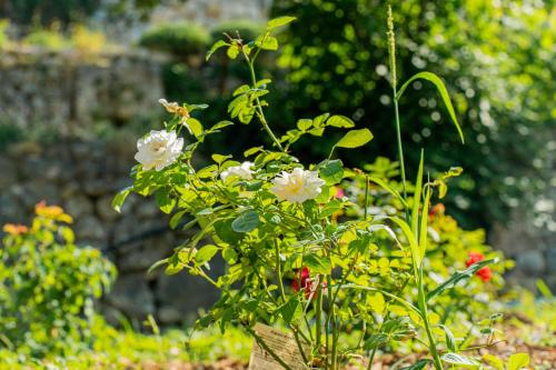 a plant with white flowers in a garden at Domaine de la Cascade Parfumée in Grasse