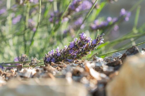 a bunch of purple flowers on the ground at Domaine de la Cascade Parfumée in Grasse
