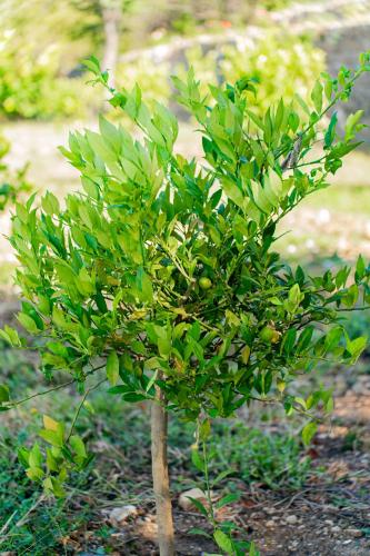 a small tree with green leaves on the ground at Domaine de la Cascade Parfumée in Grasse