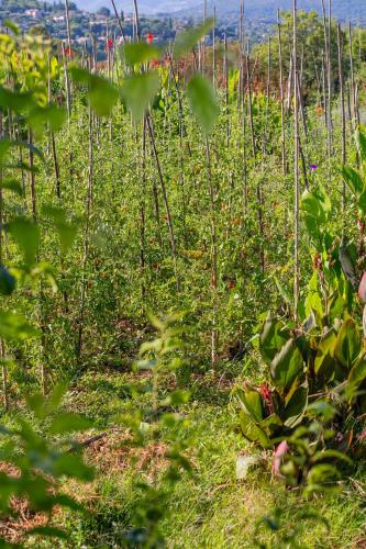 a field filled with lots of green plants at Domaine de la Cascade Parfumée in Grasse