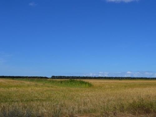 a field of grass with a blue sky in the background at Holiday Home Anna - 1km from the sea by Interhome in Vesterhede